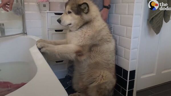 Собака не хочет мыться - Sputnik Армения