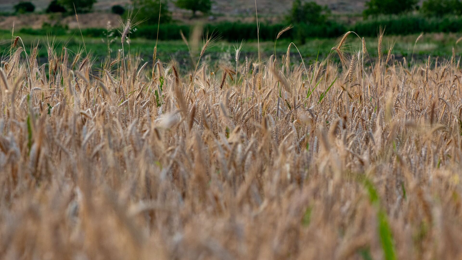 Пшеничное поле - Sputnik Армения, 1920, 28.06.2022