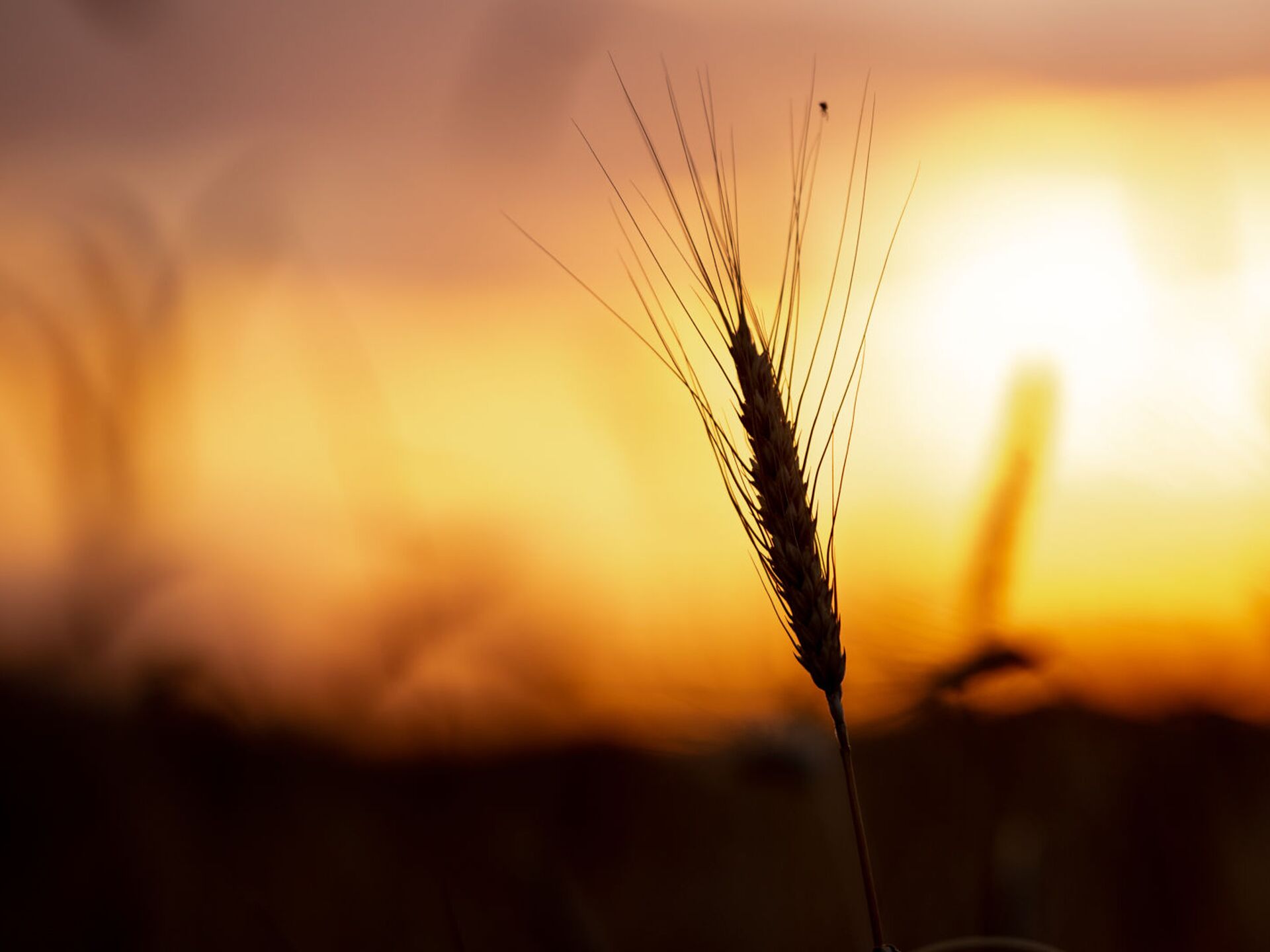 Пшеничный разбор. Зимнее поле пшеница. Пшеница в огне близко. Картинка пшеницы в бежевом цвете однотонная.