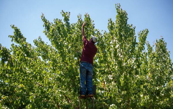 Работник из Ширака во время сбора урожая абрикосов в селе Айгешат (29 июня 2020). Армавирская область - Sputnik Армения