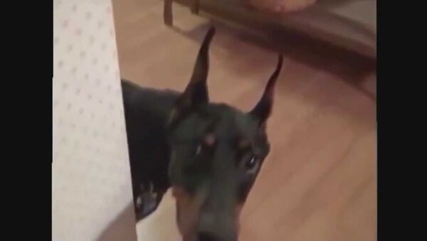 Собачье счастье: смешной доберман собирается на дачу – видео с озвучкой - Sputnik Արմենիա