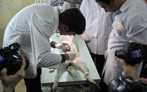 Անասնաբույժներ Լևոնն ու Արսենը լրագրողների ներկայությամբ վիրահատում էին շներից մեկին, որն օրենքով պետք է ստերջացված լիներ, սակայն պարզվեց, որ շունը ոչ միայն ստերջացված չէր, այլև՝ հղի էր Անասնաբույժներ Լևոնն ու Արսենը լրագրողների ներկայությամբ վիրահատում էին շներից մեկին, որն օրենքով պետք է ստերջացված լիներ, սակայն պարզվեց, որ շունը ոչ միայն ստերջացված չէր, այլև՝ հղի էր - Sputnik Արմենիա