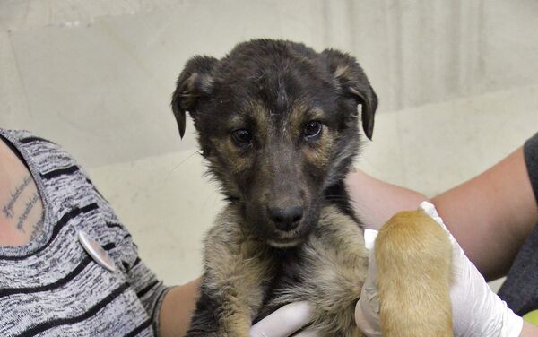 Собака в ветеринарной клинике - Sputnik Армения