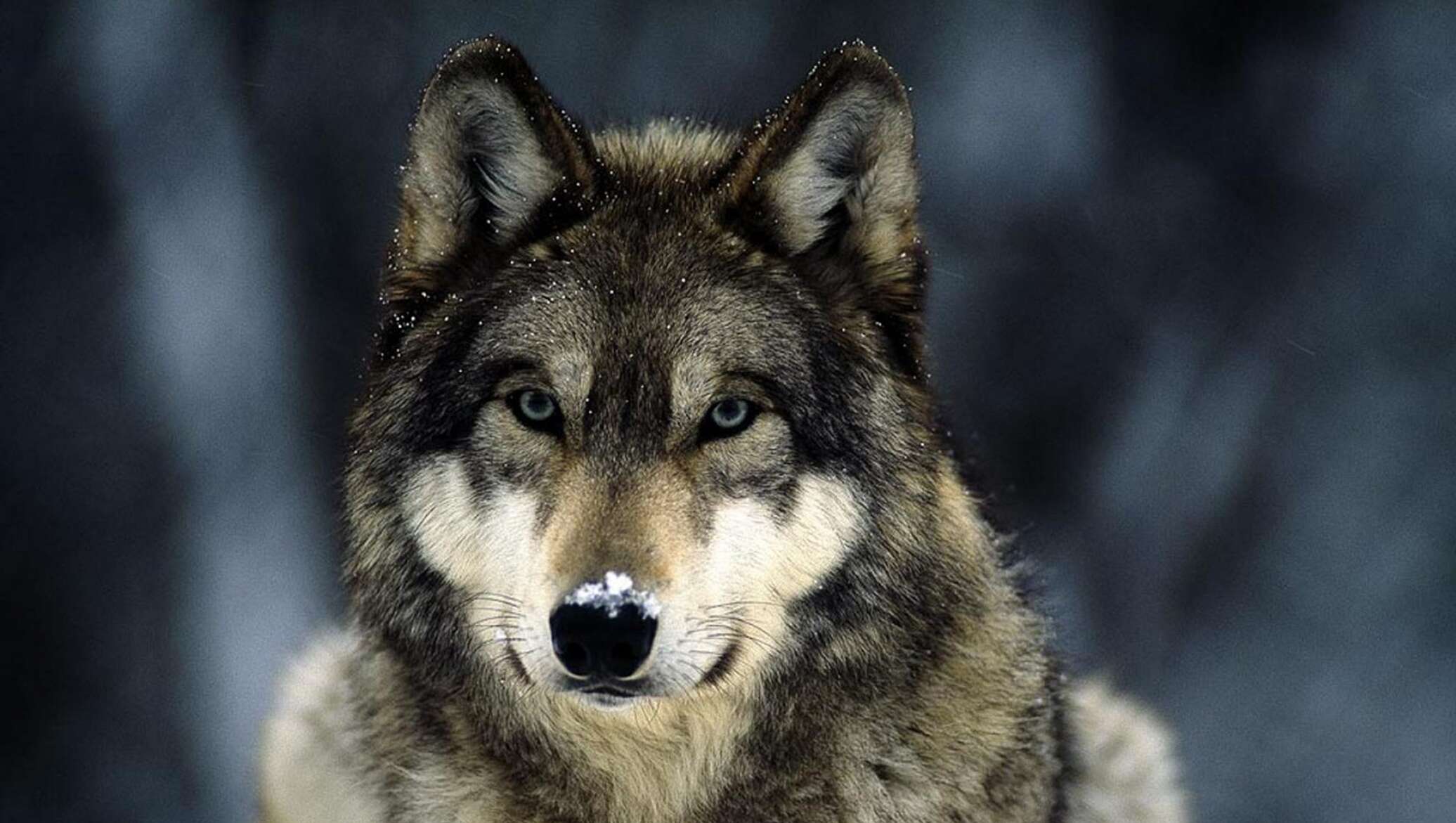 Слушать волк 1