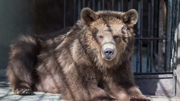 Медведь - Sputnik Армения