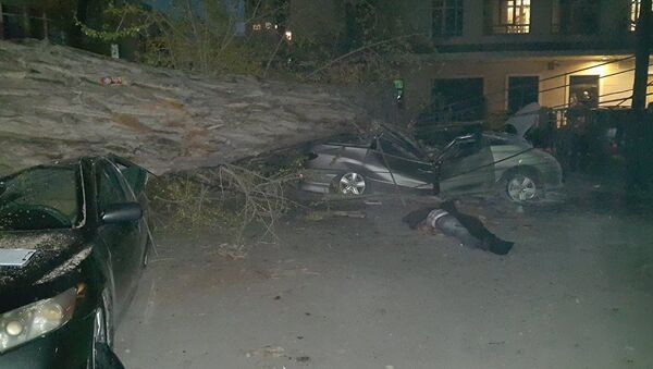 Дерево упало на машины - Sputnik Армения