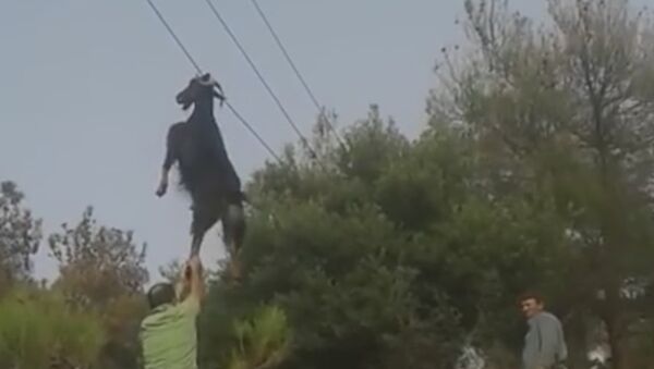 Горный козел зацепился рогами за линию электропередачи - Sputnik Արմենիա