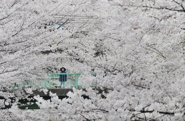 Фронтом цветения сакуры в Японии называют распространение цветения деревьев вишни. Японское метеорологическое агентство фиксирует раскрытие цветов и полный цвет, от южной Окинавы в апреле до северного Хоккайдо в мае. - Sputnik Армения