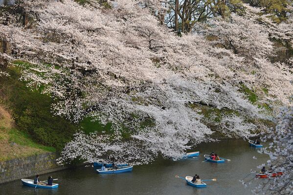 По телевидению уже в начале марта сообщают сроки цветения сакуры в каждом отдельно взятом районе, в Токио это обычно начало апреля, а также информируют о количестве деревьев в каждом из парков (одним из самых знаменитых парков является парк Уэно). - Sputnik Армения
