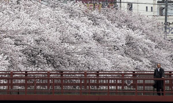 Традиция любования цветущей сакурой, как и многие другие современные японские праздники, возникла при императорском дворе. - Sputnik Армения