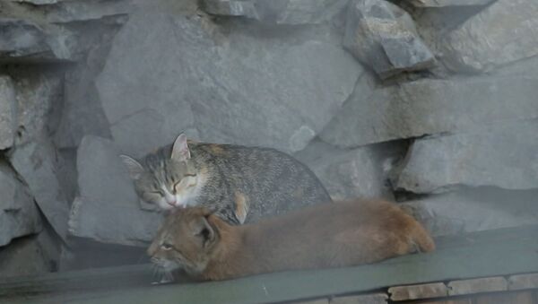 СПУТНИК_Мама для хищницы: домашняя кошка воспитывает рысь Нику в зоопарке Новосибирска - Sputnik Армения