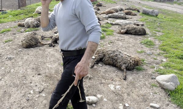У местного жителя погибло почти все стадо овец - Sputnik Армения