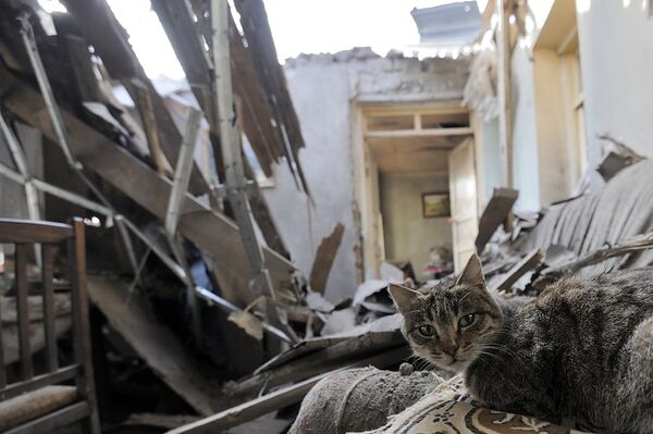 Кошка осталась без хозяев, ей нужно искать новый дом - Sputnik Армения
