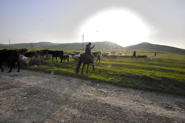 Из села уводят оставшийся скот - Sputnik Армения