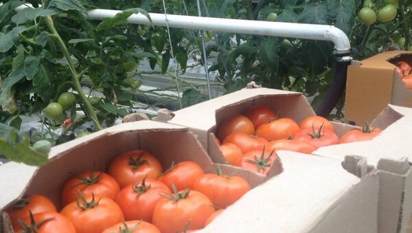 Выращенные в Армении помидоры экспортируют также в Россию - Sputnik Армения