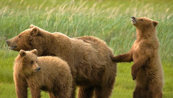 Медведица-гризли с медвежатами - Sputnik Արմենիա
