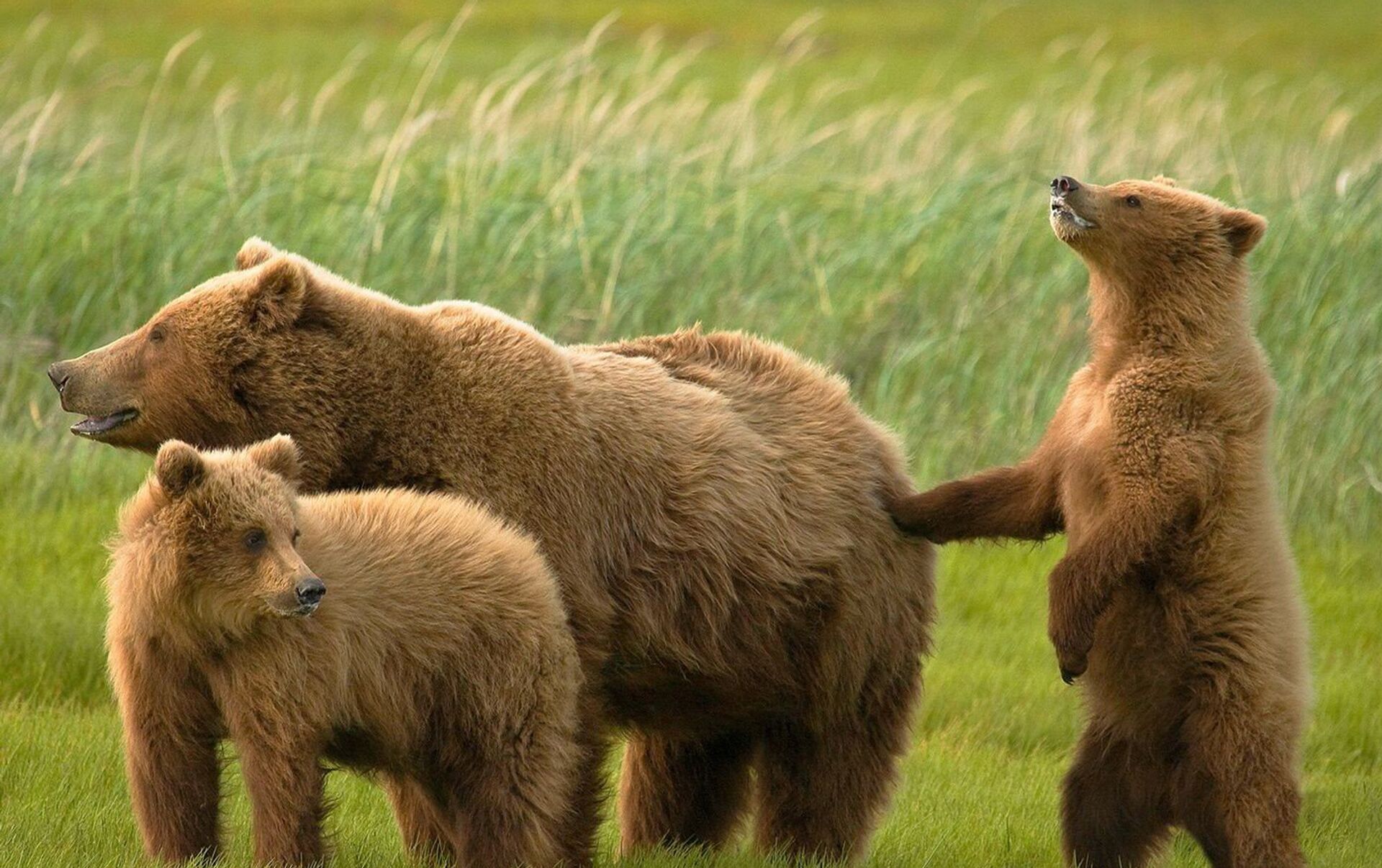 Почему 2 медведя. Медведь Гризли с медвежатами. Медвежонок Пестун. Бурый медведь с медвежатами. Сибирский бурый медведь.