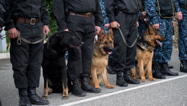 Полицейские собаки - Sputnik Արմենիա