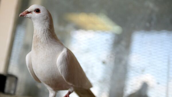Почтовый голубь - Sputnik Արմենիա