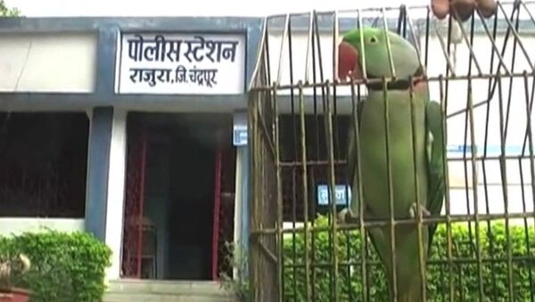 СПУТНИК_Арест попугая, или За что полиция Индии забрала в участок говорящую птицу - Sputnik Արմենիա