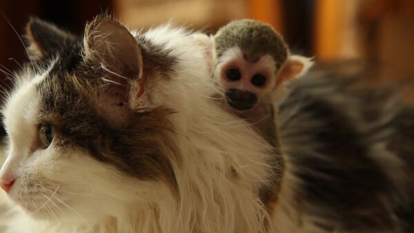 Спутник_Брошенная родителями обезьяна обнимала приемную маму-кошку и каталась на ней  - Sputnik Արմենիա