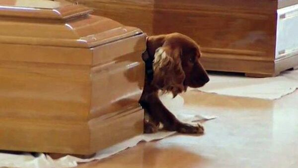 Собака не отходит от одного из гробов жертв землетрясения в Италии - Sputnik Արմենիա