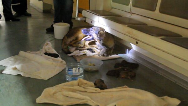 Спутник_Хвостатые пассажиры: дворняжка родила девять щенков в вагоне метро - Sputnik Արմենիա