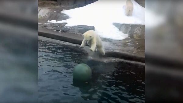 Белый медведь резвится в московском зоопарке - Sputnik Армения
