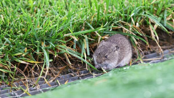 Мышь на футбольном поле - Sputnik Արմենիա