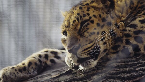 Дальневосточный леопард - Sputnik Արմենիա