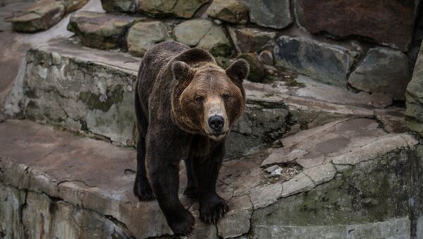 Бурый медведь - Sputnik Արմենիա