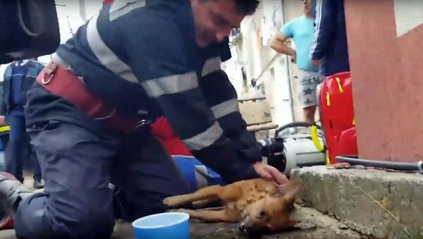 Румынский пожарный спас собаке жизнь - Sputnik Արմենիա