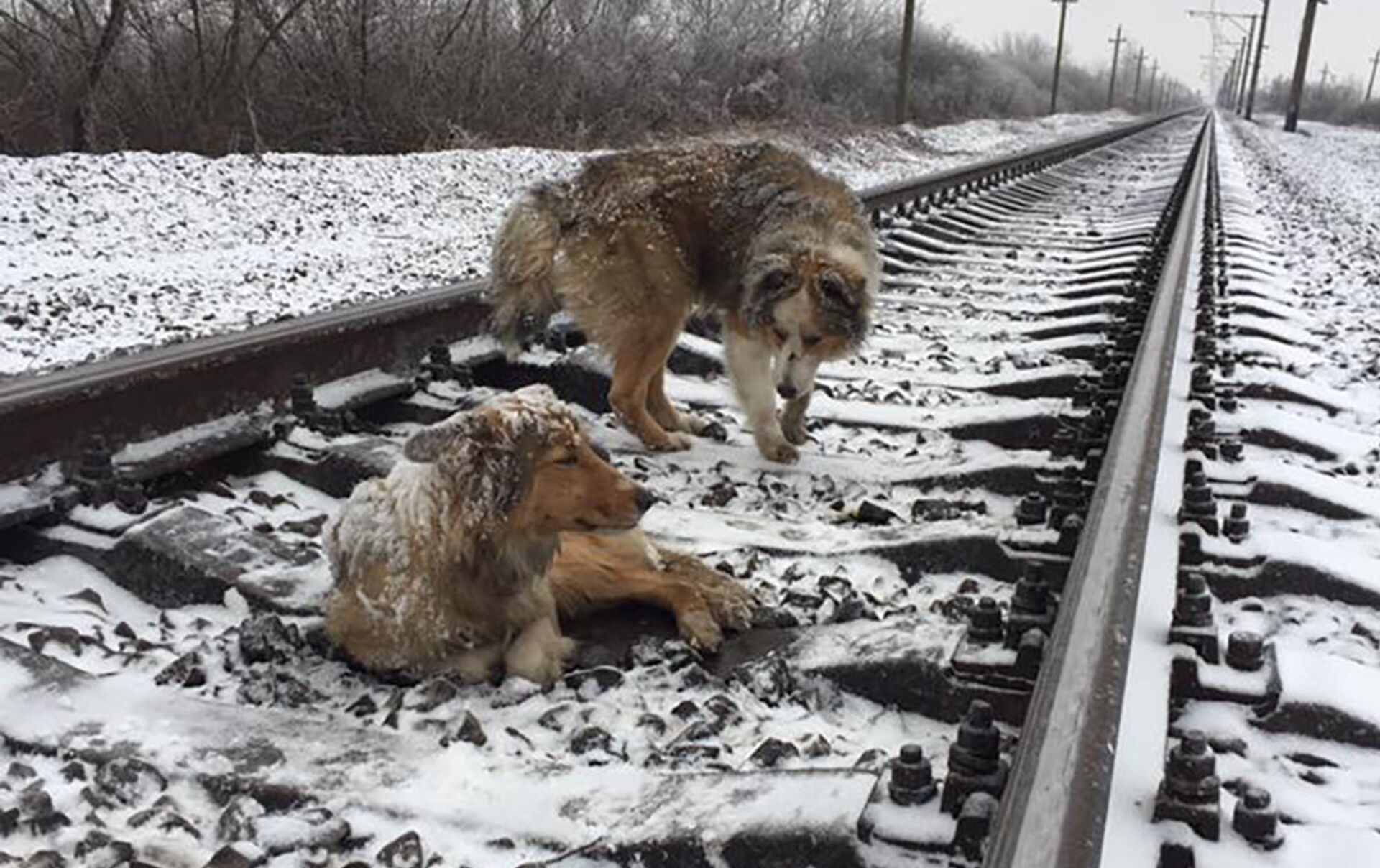 Почему электричка собака. Собака бежит за поездом.