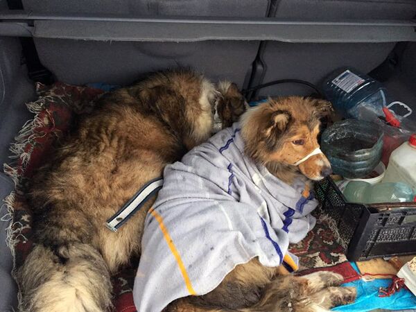 Раненая собака на рельсах в селе Цегловка спасена добровольцами Раненая собака на рельсах в селе Цегловка спасена добровольцами - Sputnik Армения