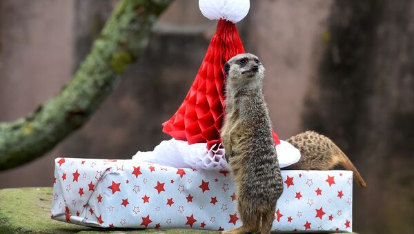 Подарочки любят все - даже животные в зоопарках. - Sputnik Армения