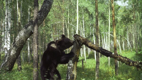 Бурый медведь в тайге - Sputnik Армения
