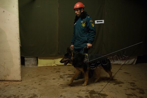 Специально обученные собаки МЧС точно определили местонахождение пострадавшего. - Sputnik Армения