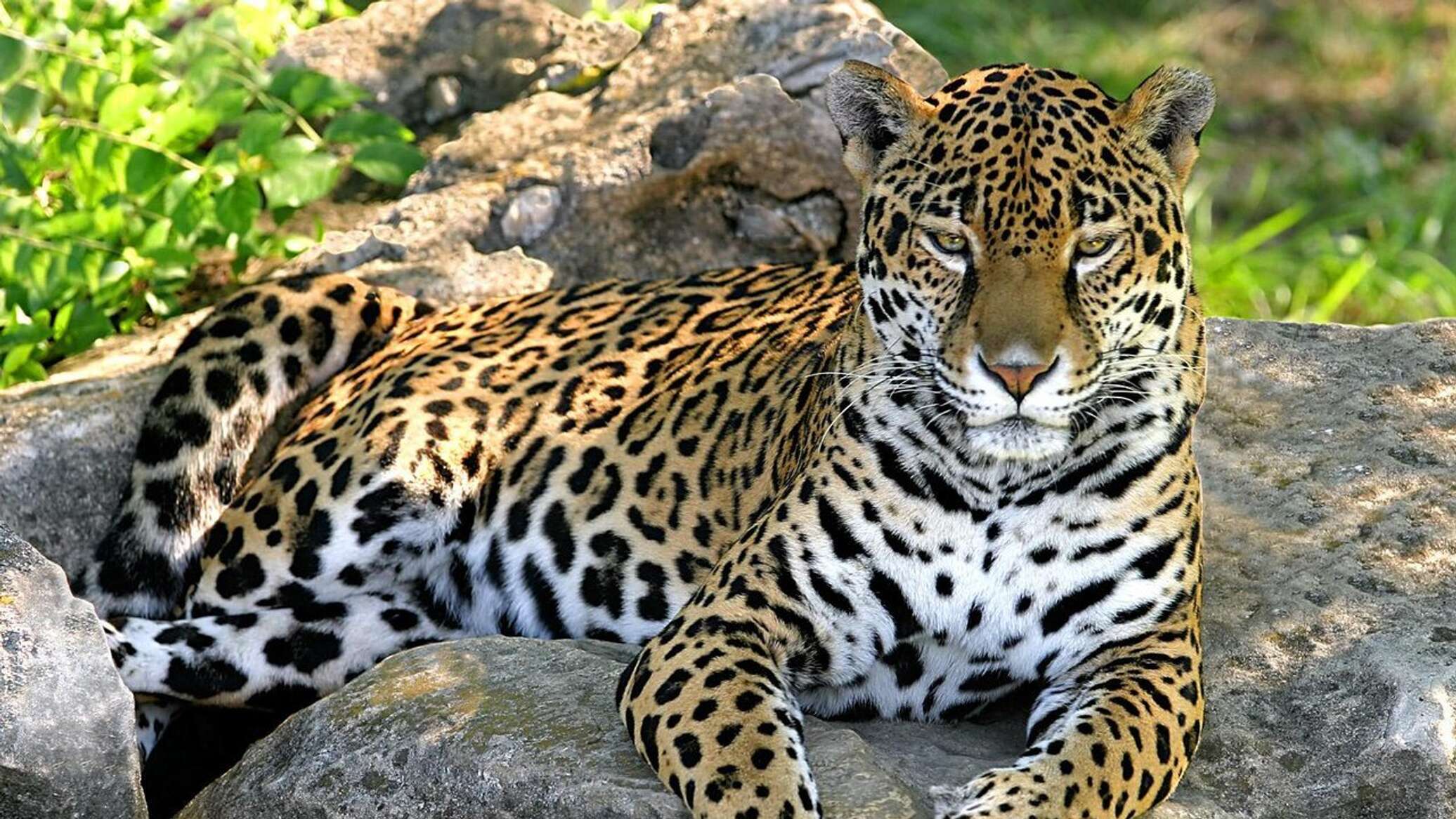 Охота на «Леопардов»