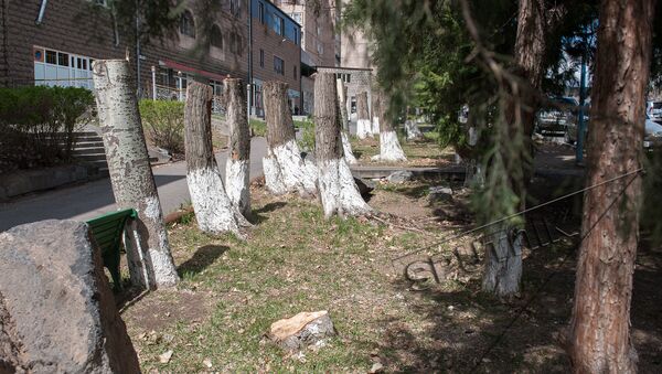 Вырубка деревьев в Давташене  - Sputnik Армения