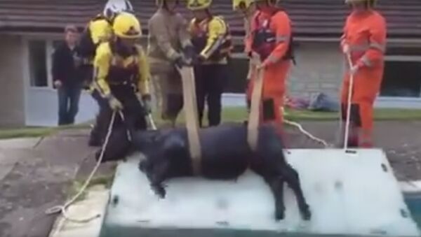 Спасатели вытащили корову из деревенского бассейна - Sputnik Армения