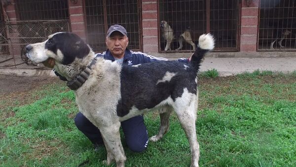 Самый большой волкодав в Кыргызстане — его щенков купил Миша Галустян - Sputnik Армения