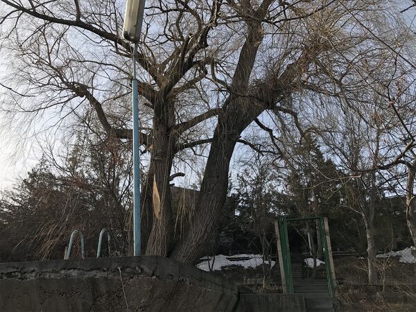 Посаженная Паруйром Севаком ива. Дом-музей Паруйра Севака Посаженная Паруйром Севаком ива. Дом-музей Паруйра Севака - Sputnik Армения