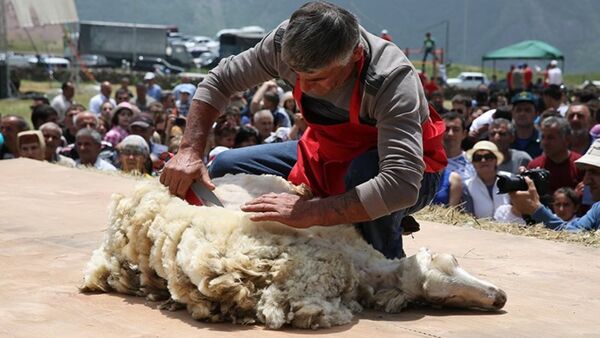 Фестиваль Стрижка овец - Sputnik Армения