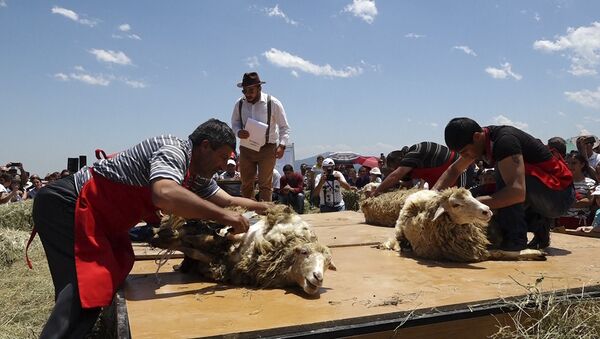 На фестивале стрижки овец в Армении выбрали лучшего стригаля - Sputnik Արմենիա