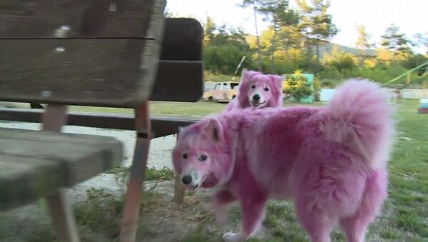 Найденные в лесу под Геленджиком розовые собаки играли и ластились после спасения - Sputnik Армения