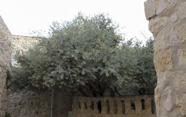 Монастырь Святых Архангелов в Иерусалиме и оливковое дерево монастыря - Sputnik Армения
