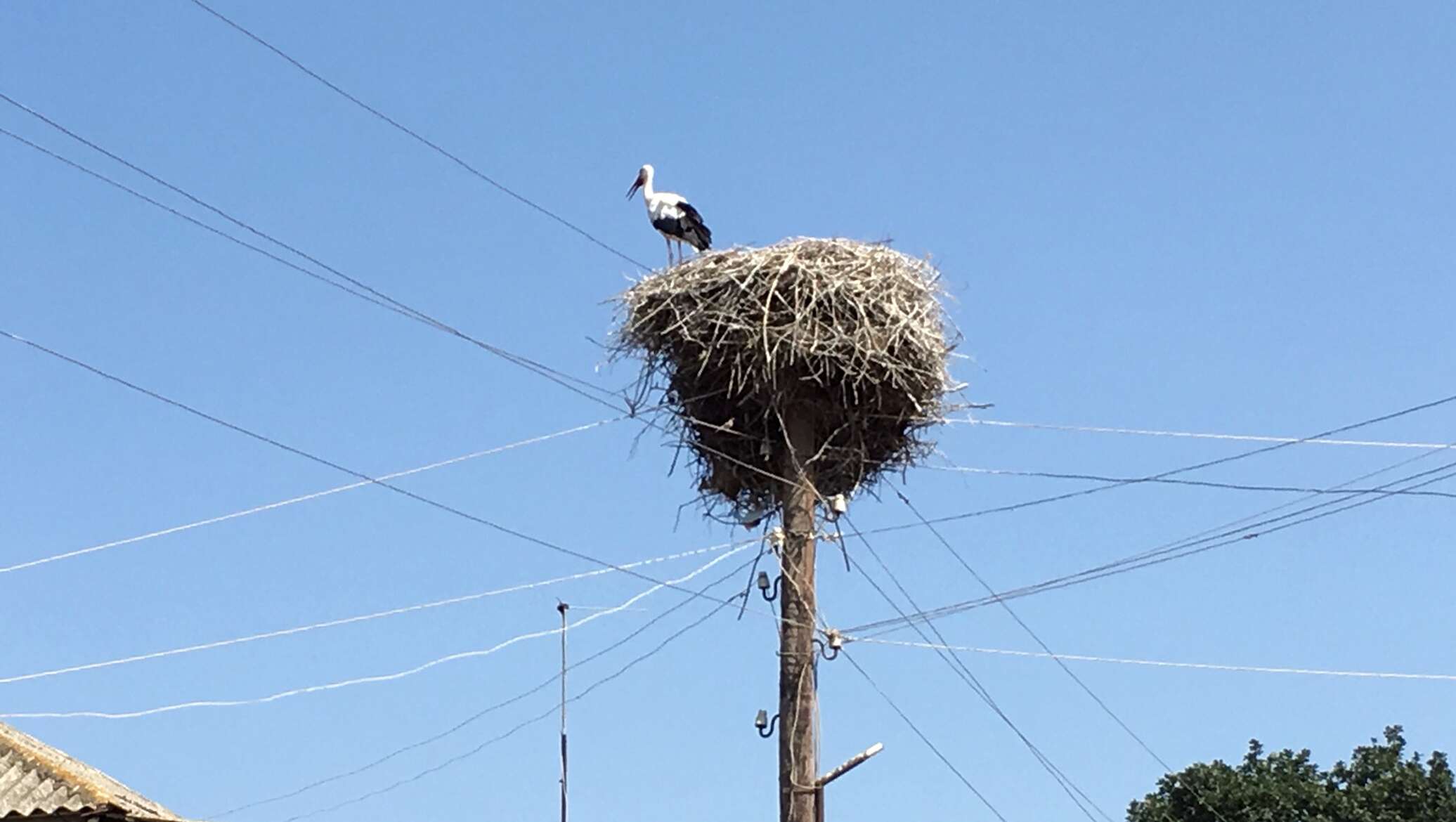 птицы в армении