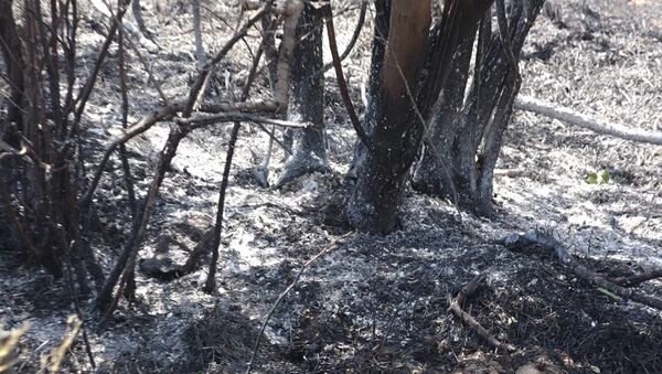 Пожар в Хосровском лесу - Sputnik Արմենիա