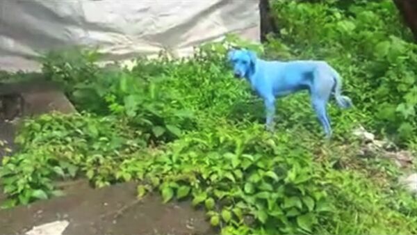 СПУТНИК_На улицах Мумбая появились голубые собаки - Sputnik Армения