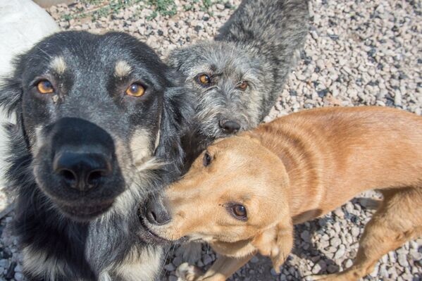«Dingo Team» կենդանիների պաշտպանության կացարանում - Sputnik Արմենիա